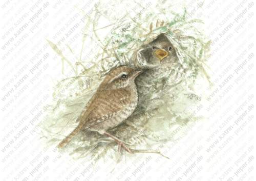 Zaunk&ouml;nig am Nest