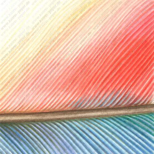 Amazonenfeder (Detail)