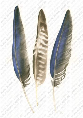 Hyazinthara- und Greifvogelfedern