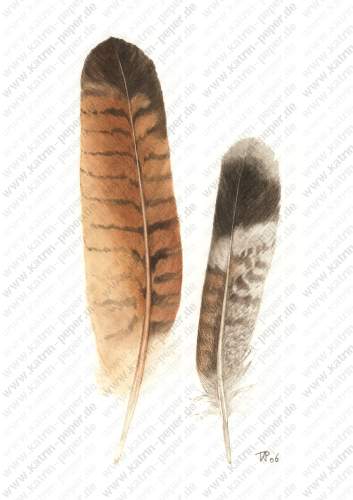 Brasilianische Raubvogelfedern