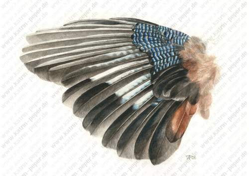 Eichelh�herfl�gel