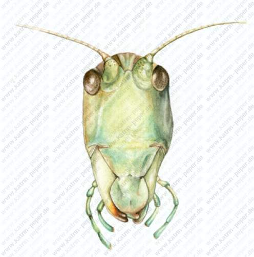 Heupferd (Kopf)