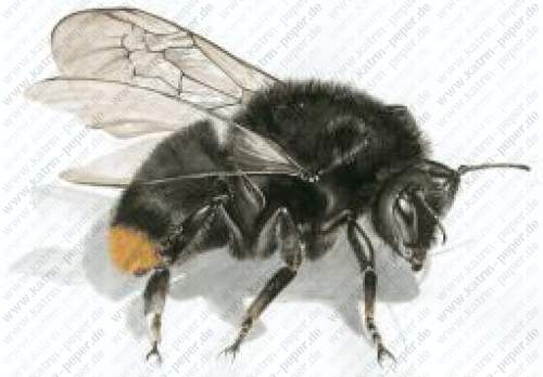 Steinhummel