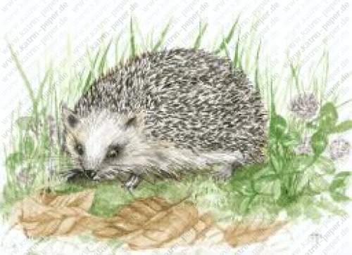 Igel