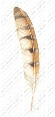 Schleiereule (Handschwinge)