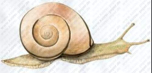 Schnecke